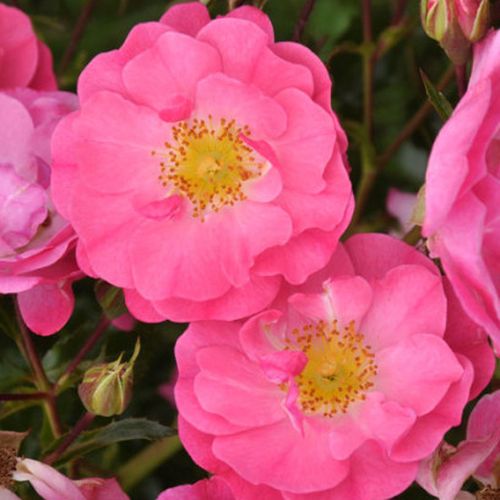 Vendita, rose, online Rosa Neon ® - rosa - rose floribunde - rosa dal profumo discreto - W. Kordes’ Söhne® - ,-